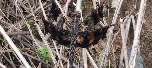 Photo of Filigree Skimmer (Pseudoleon superbus)