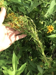Helenium microcephalum