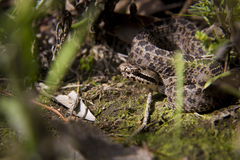 Crotalus triseriatus