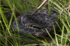 Crotalus triseriatus
