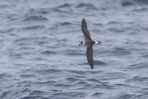 Petrel antillano (Pterodroma hasitata)