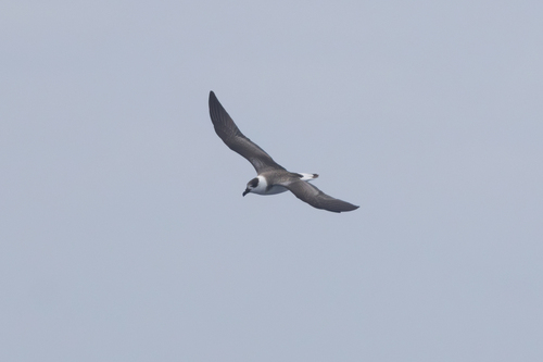 Petrel antillano (Pterodroma hasitata)