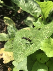 Taeniaptera trivittata