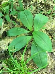 Clintonia