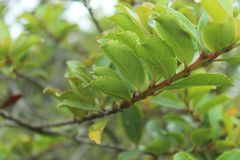 Xylosma spiculifera