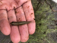 Fundulus escambiae