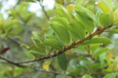 Xylosma spiculifera