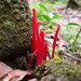 Clavulinopsis miyabeana - Photo (c) H.T.Cheng, some rights reserved (CC BY-NC), uploaded by H.T.Cheng