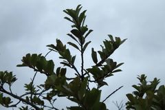 Xylosma spiculifera