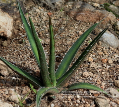 Agave albomarginata