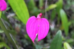 Masdevallia coccinea