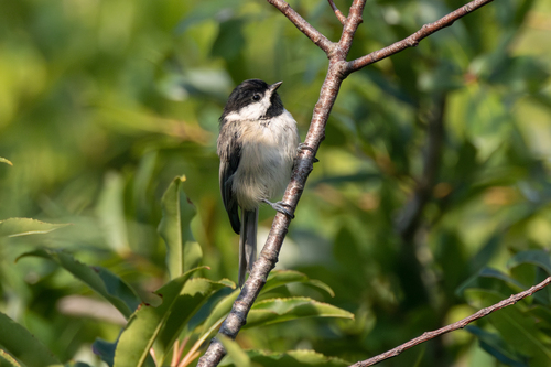 Carolina Chickadee photographed in North Carolina