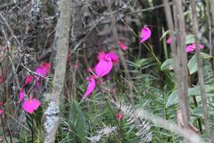 Masdevallia coccinea