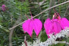 Masdevallia coccinea