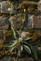Hieracium australe