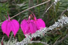 Masdevallia coccinea