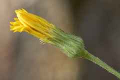 Hieracium australe