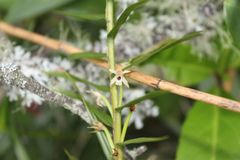 Maxillaria graminifolia