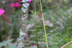Maxillaria graminifolia