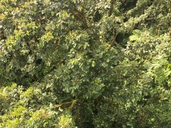 Guarea kunthiana