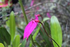 Masdevallia coccinea