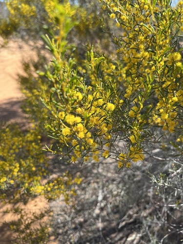 Acacia wilhelmiana observed 2024-09-04