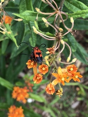 Tetraopes melanurus