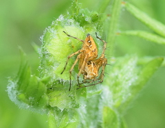Oxyopes heterophthalmus