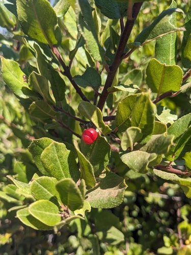 Image of Rhamnus pirifolia by (c) Aaron Kreisberg, some rights reserved (CC BY)