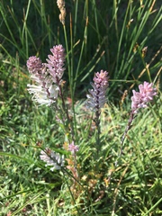 Thelypodium crispum