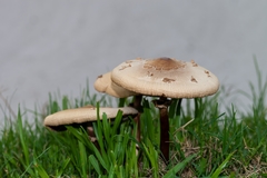 Chlorophyllum molybdites image