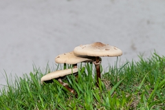 Chlorophyllum molybdites image