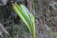 Masdevallia coccinea
