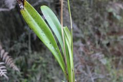 Masdevallia coccinea