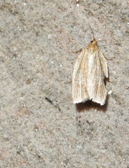 Clepsis clemensiana