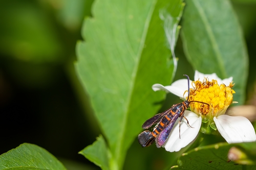 Texana Clearwing Moth photo 2