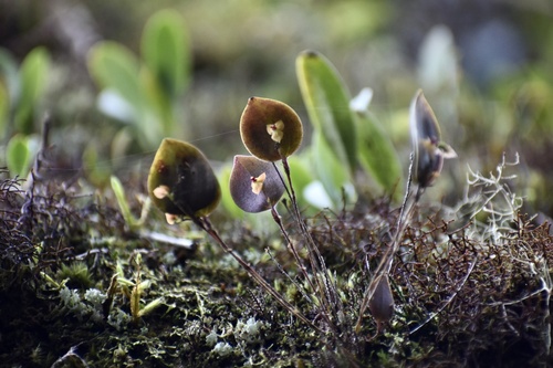 Lepanthes caluffii