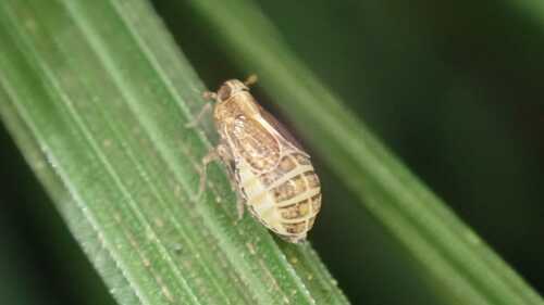 Muellerianella brevipennis