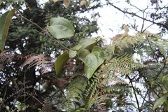 Smilax tomentosa