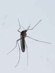 Culex pipiens