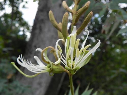 Image of Bauhinia ungulata by (c) Thomaz Ricardo Favreto Sinani, some rights reserved (CC BY)