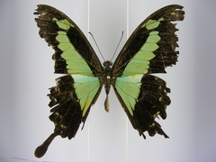 Papilio phorcas congoanus