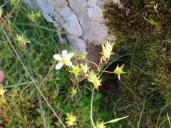 Saxifraga hypnoides