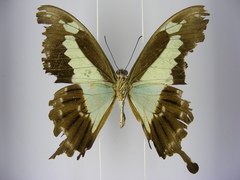 Papilio phorcas congoanus