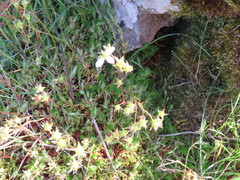 Saxifraga hypnoides
