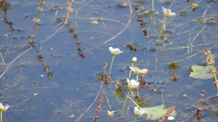 Ranunculus circinatus