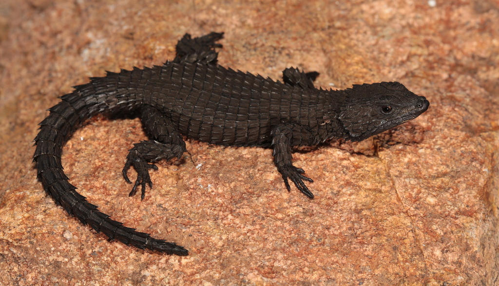 Peers' Girdled Lizard