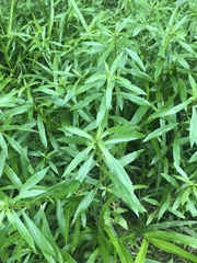Hygrophila costata