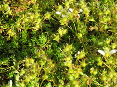 Saxifraga hypnoides