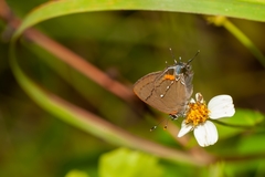 Electrostrymon angelia